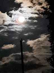 Blue Moon