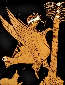 Cygnus