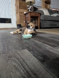GeauxGeauxGumbo