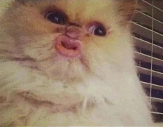 StinkPickle
