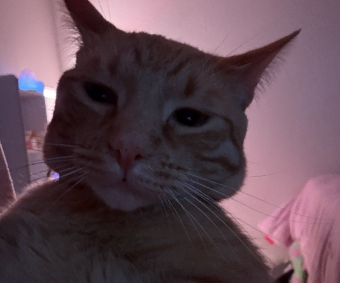 Bisquit
