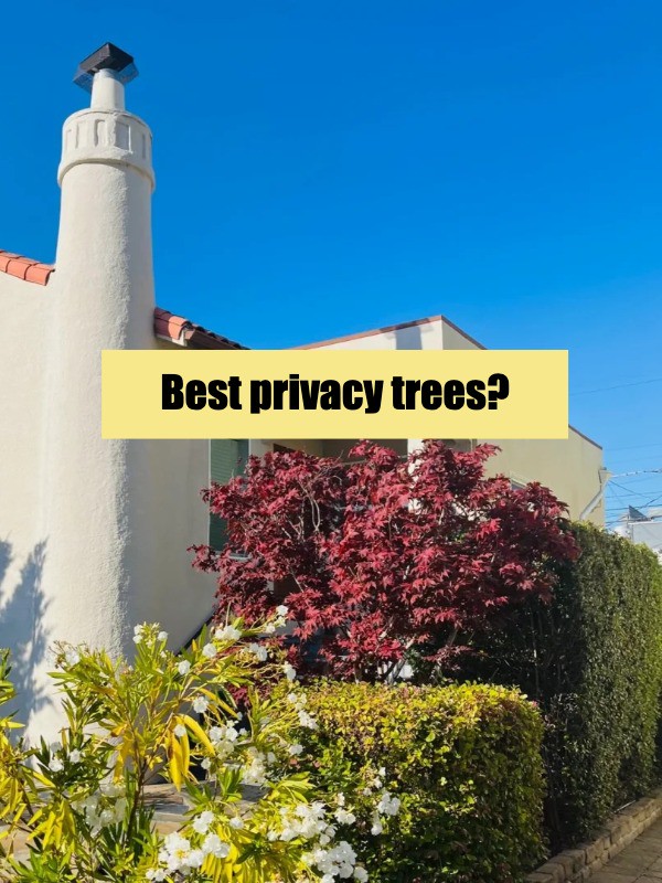 Backyard too noisy? No privacy? Try privacy hedges!