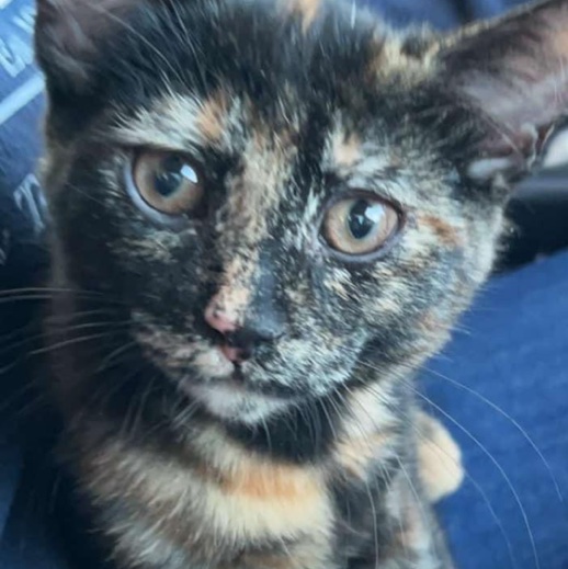 Nala'sMom