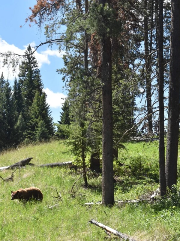 Is yellowstone overrated? my trip didn’t go as expected… 😩
