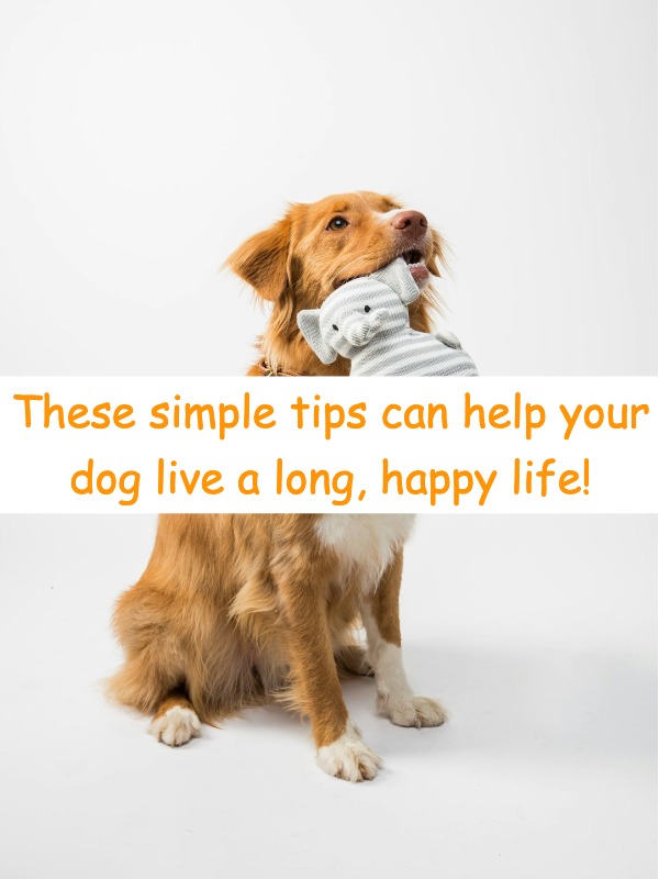  How Did I Keep My Dog Healthy for 18 Years? Here's the Secret!