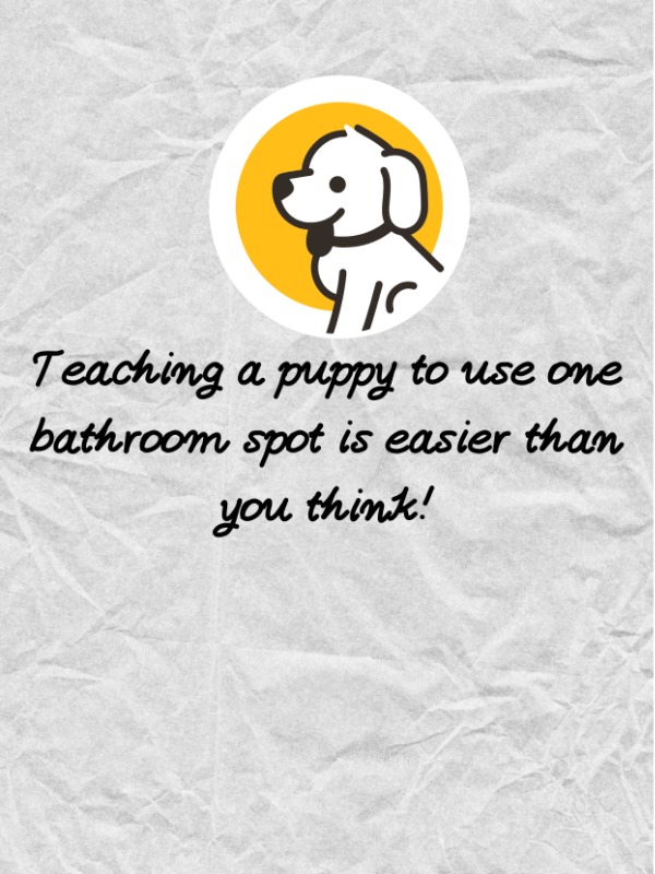 How I Trained My Puppy to Poop in One Spot 
