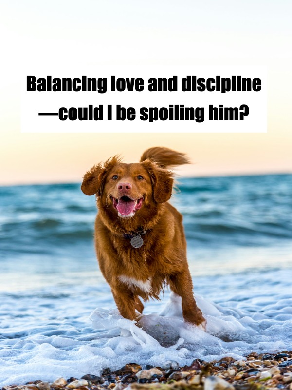 Am I Spoiling My Dog Too Much? 