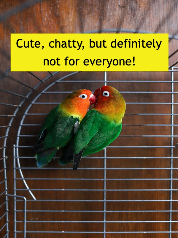 So You Want a Pet Bird? 