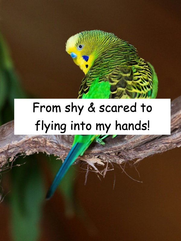 9 Days to a Hand-Tamed Bird? 