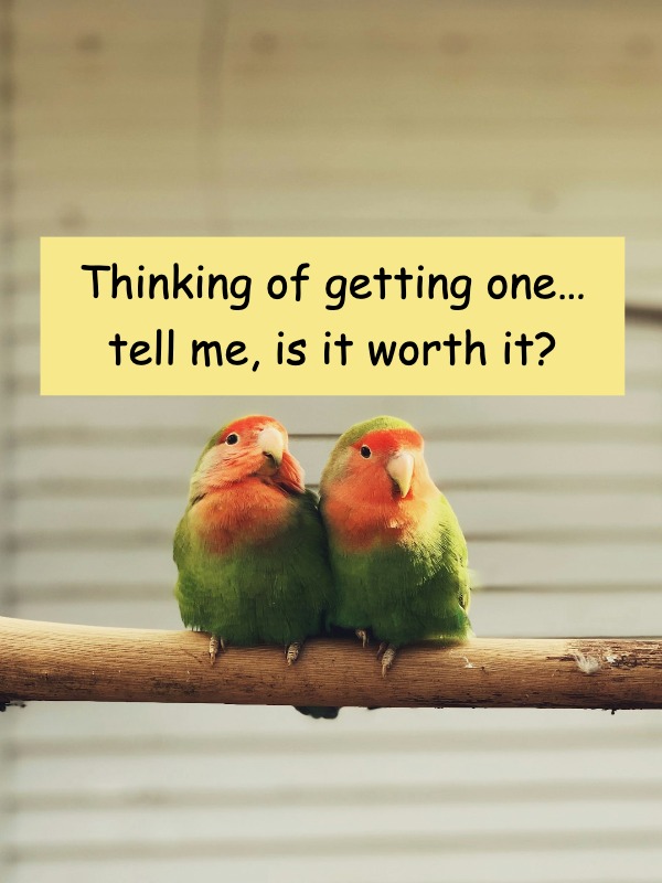 Lovebirds Are Cute, But Do They ALL Bite?!