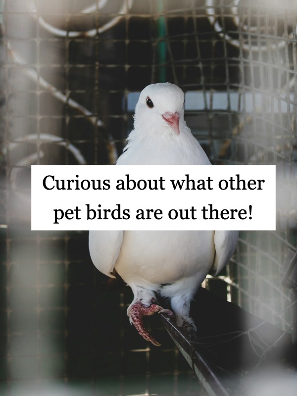 Can I Own A Bird That’s NOT A Parrot? Help! 🐦