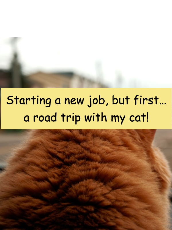 7-hour solo road trip with my cat—help me prep! 🚗🐱