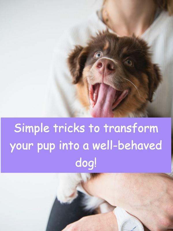 Want a well-behaved pup? 8 simple tips you NEED to try!