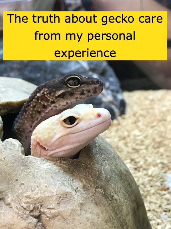 Getting a gecko? Here’s what no one tells you!