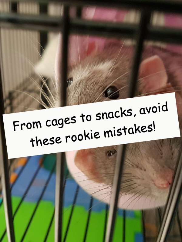 Want a pet rat? Here's what they DON'T tell you!