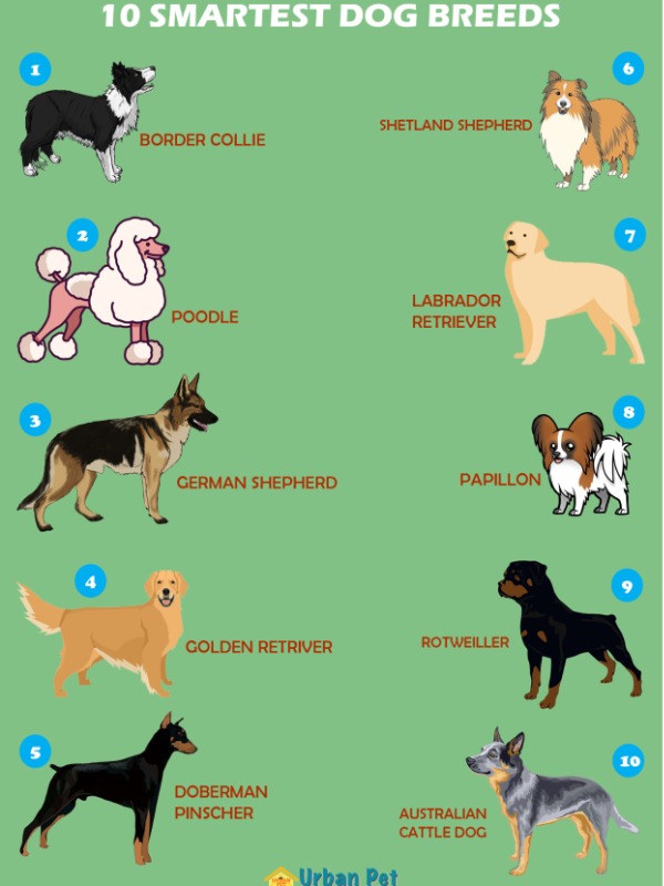 Which Dog is the Smartest? The Top 10 Revealed! 🧠🐾
