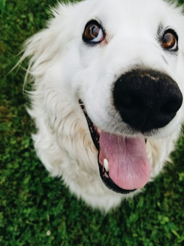 Lost husky spotted at Silver Lake Dog Park 