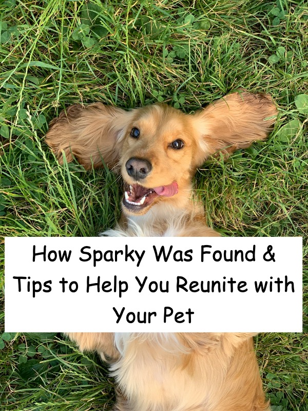 Found Sparky the lost puppy in just 5 days—how?