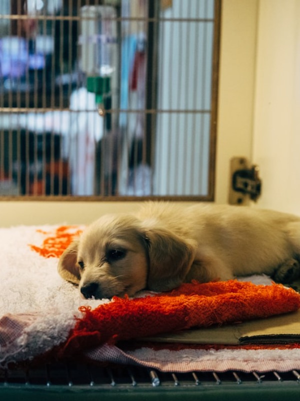 My Dog’s Health Scare: Blood, Vomit, and $1000 Bill?!