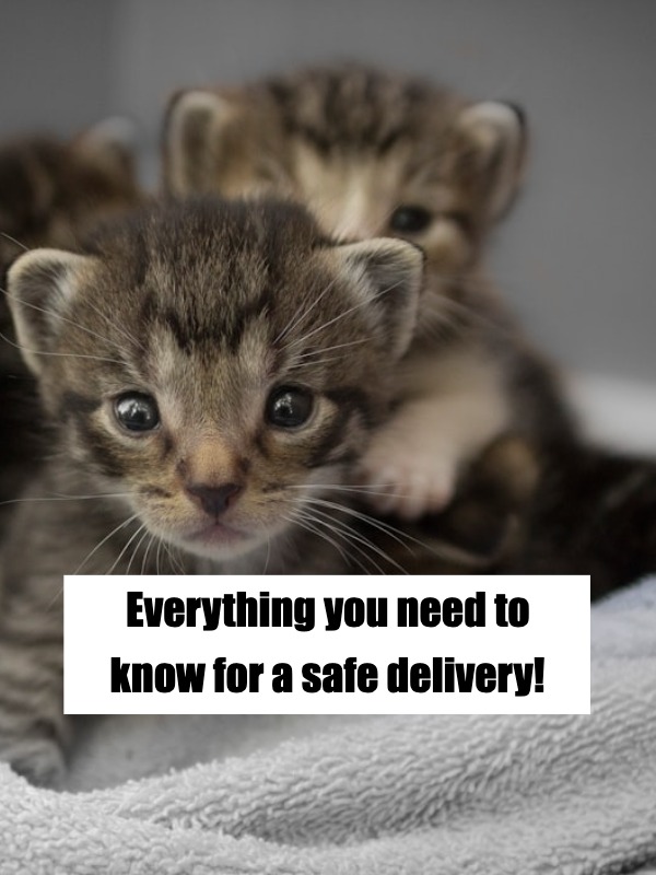 Your cat is about to give birth? Here’s what to do! 🐱👶