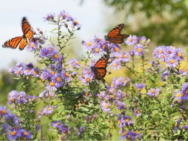 why spearmint is a pollinator magnet