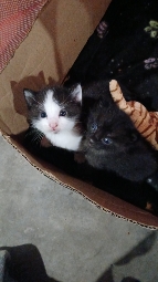 Kitty