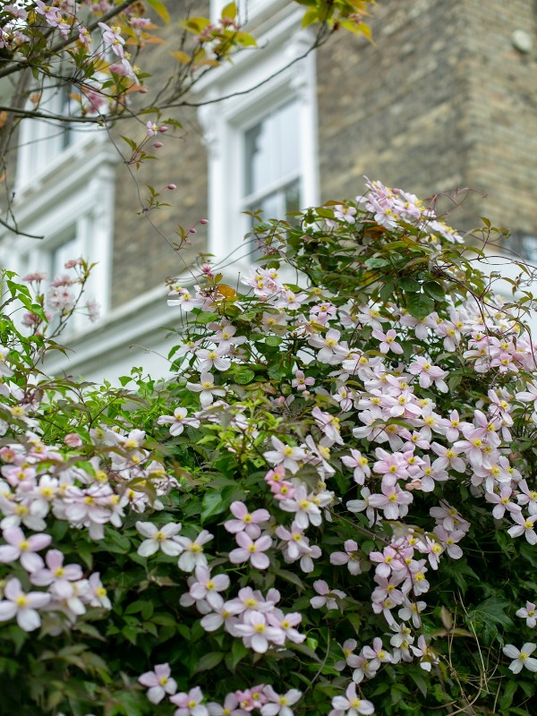 8 Stunning Plants Everyone Has in Their Yard—Do You? 🌿🌸