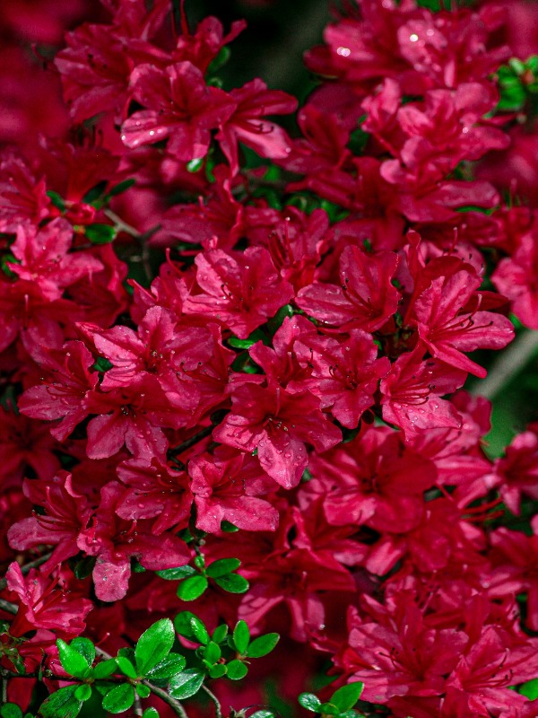 8 Stunning Plants Everyone Has in Their Yard—Do You? 🌿🌸