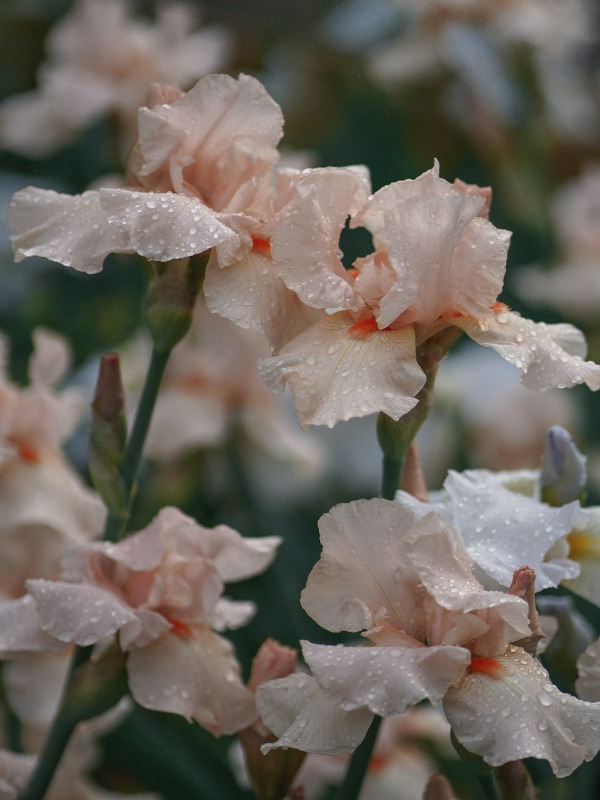 8 Stunning Plants Everyone Has in Their Yard—Do You? 🌿🌸