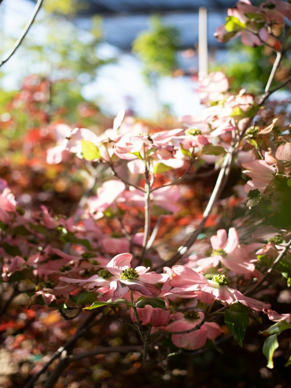 8 Stunning Plants Everyone Has in Their Yard—Do You? 🌿🌸