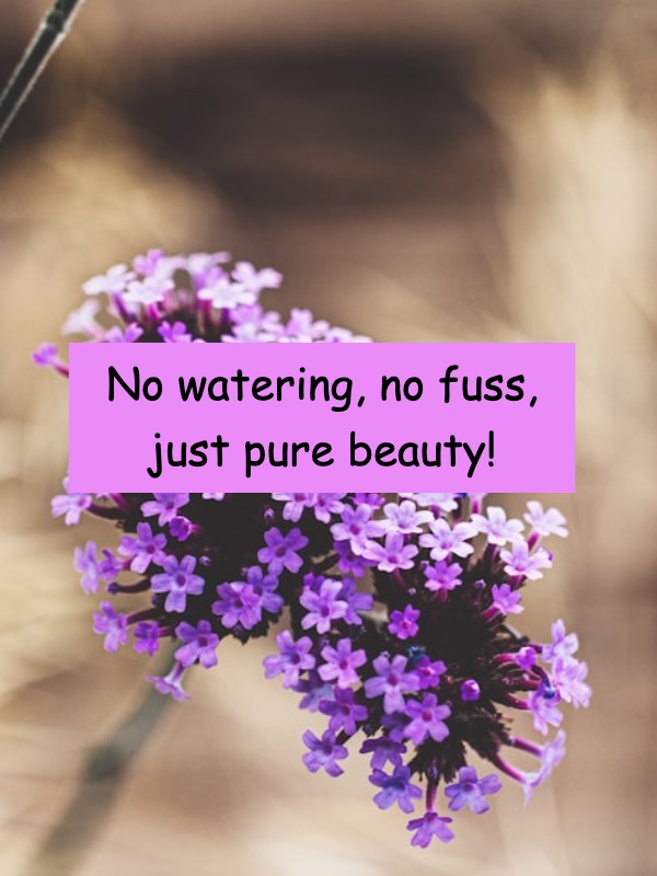 these 4 plants thrive on neglect—are you ready to try them?