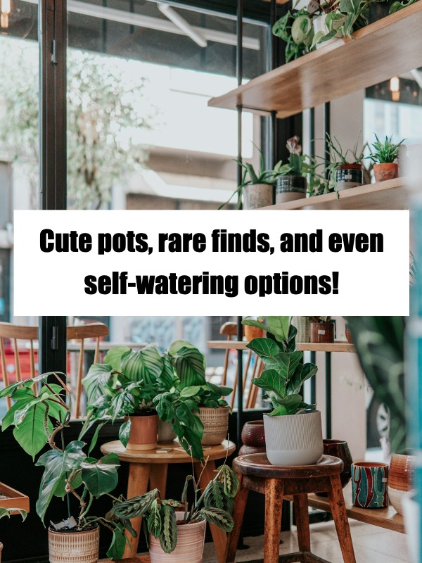 Best websites for indoor plants—any favorites?