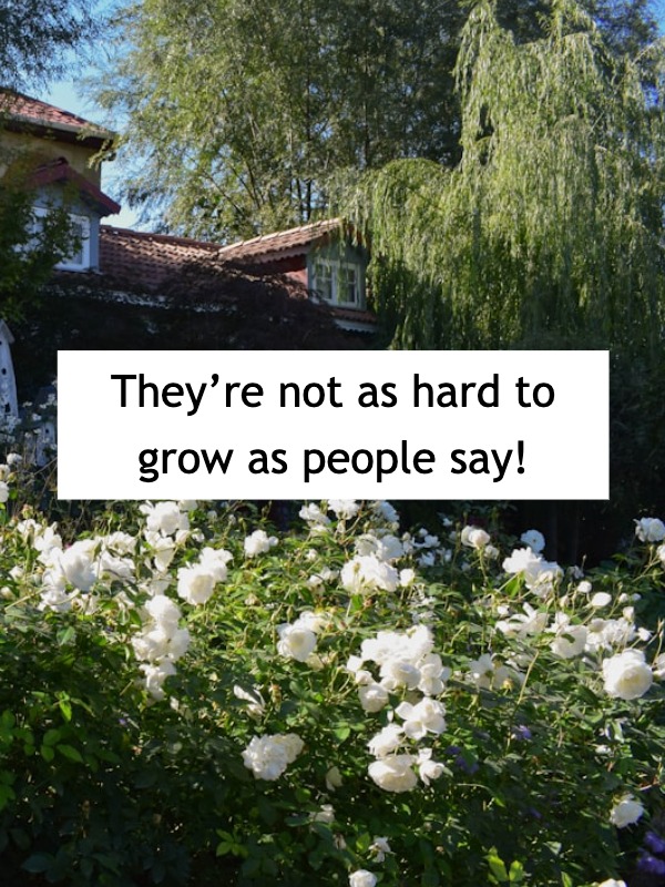 Struggling with gardenias? Avoid these mistakes!