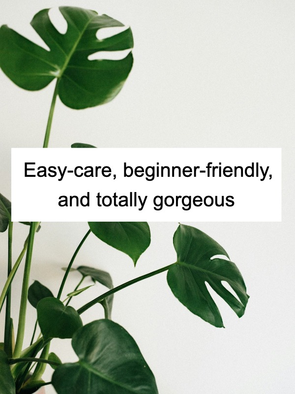 Want low-maintenance plants? Try these stunners!