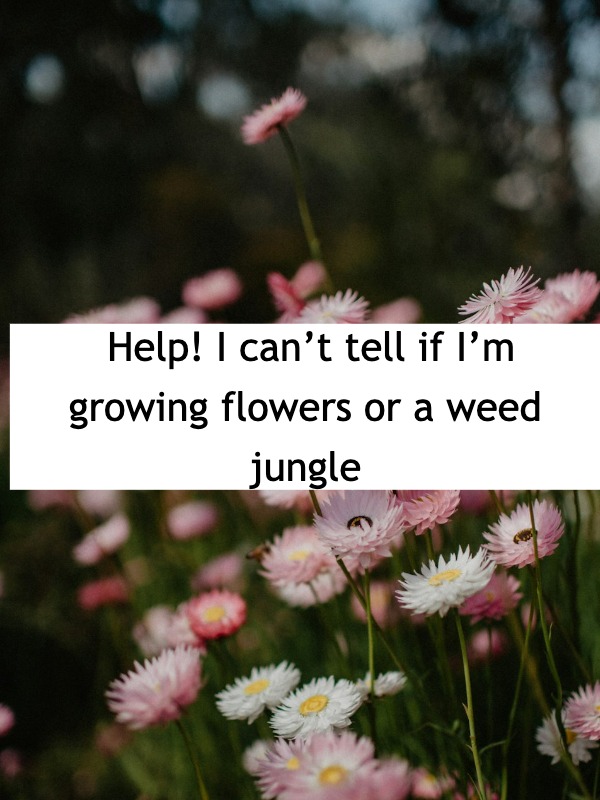 Planted wildflowers, but now it’s just chaos?!