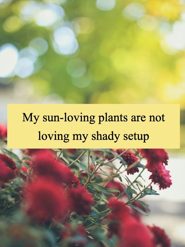 North-facing balcony struggles—grow lights to the rescue?