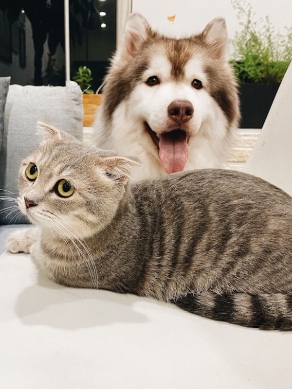 pet ideas for cat lovers with allergies