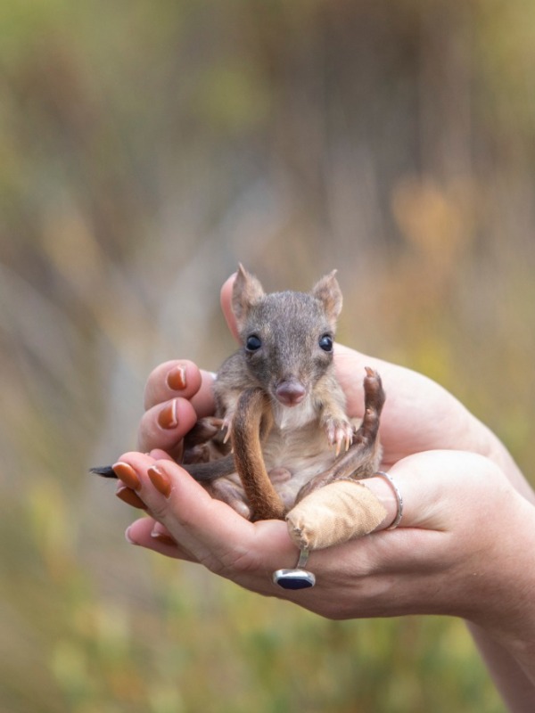 cutest comeback: nature's little gardeners