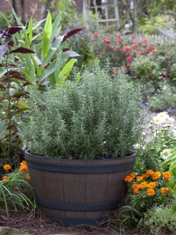 Spice up your meals with homegrown herbs!