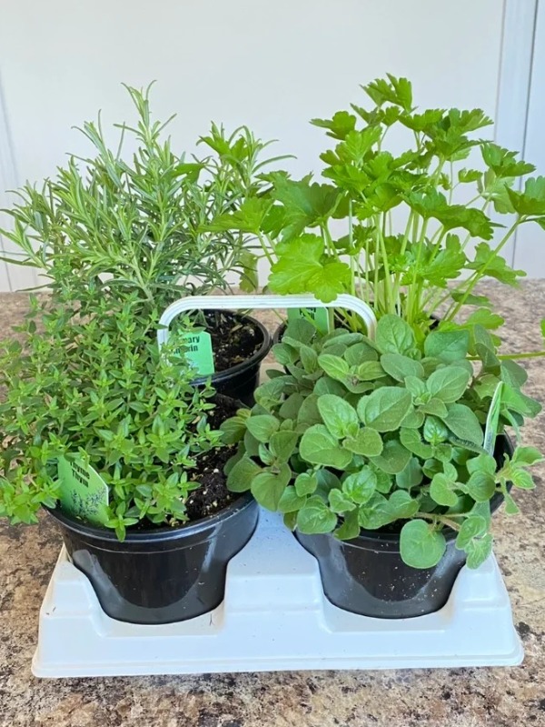 Spice up your meals with homegrown herbs!