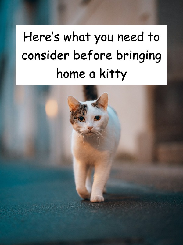  Thinking about getting a cat? are you REALLY ready? 😬