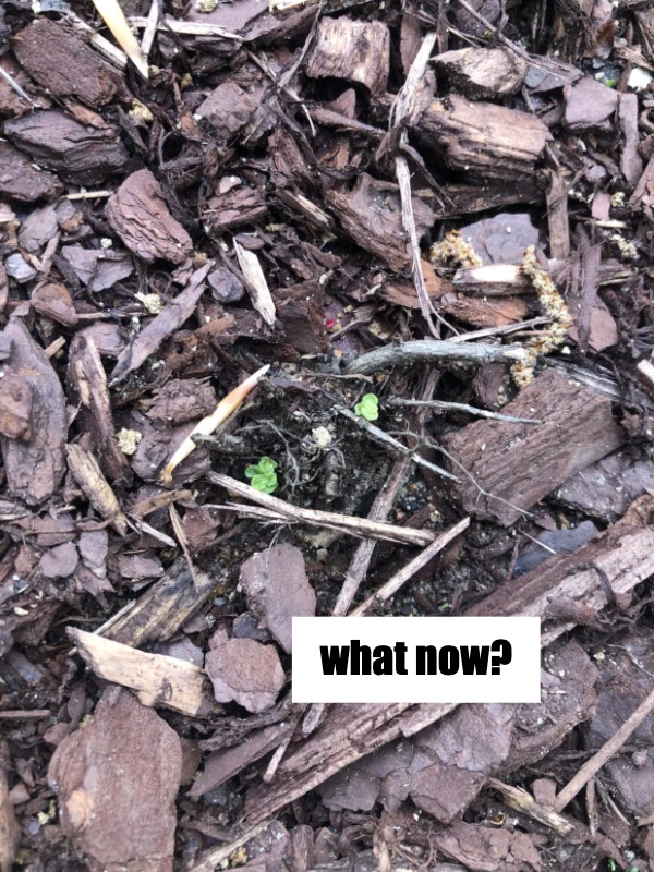 Can i still move my catmint if it’s sprouting? 😬🌱