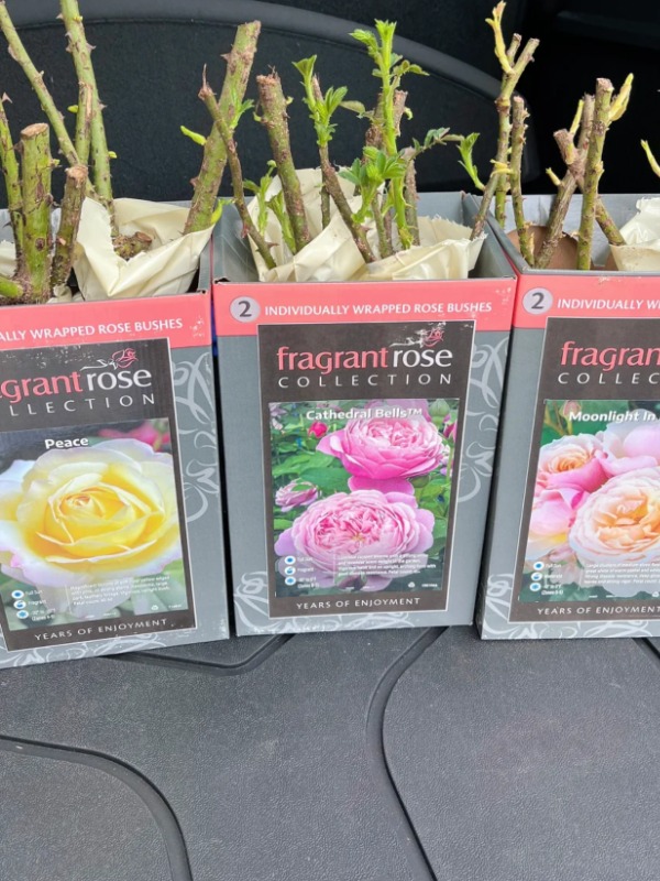  Are costco’s bare root roses too good to be true? 🌹💸
