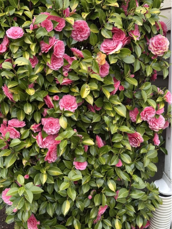 Why is my camellia blooming like it’s on caffeine?? 