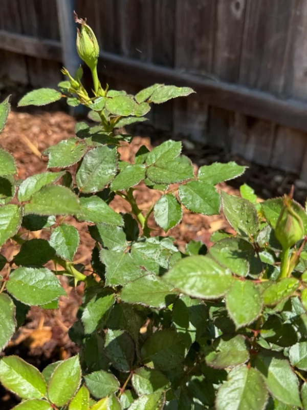 Can my backyard handle all these may blooms coming?? 🌱🌷