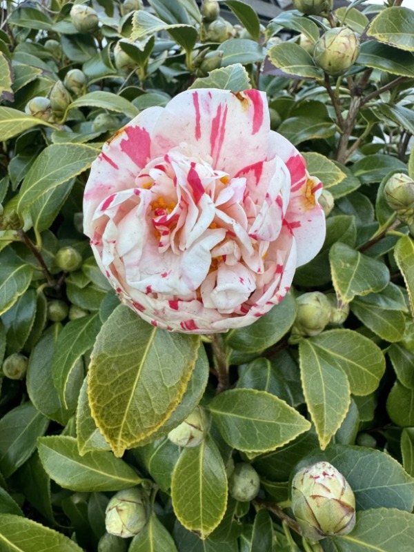 Why is my white camellia blooming hot pink now??