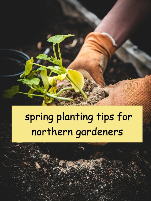 Is your garden ready for spring planting? here's what to sow!