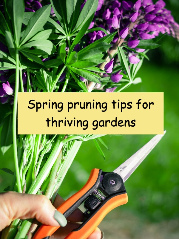 When’s the best time to prune for healthy plants? find out!