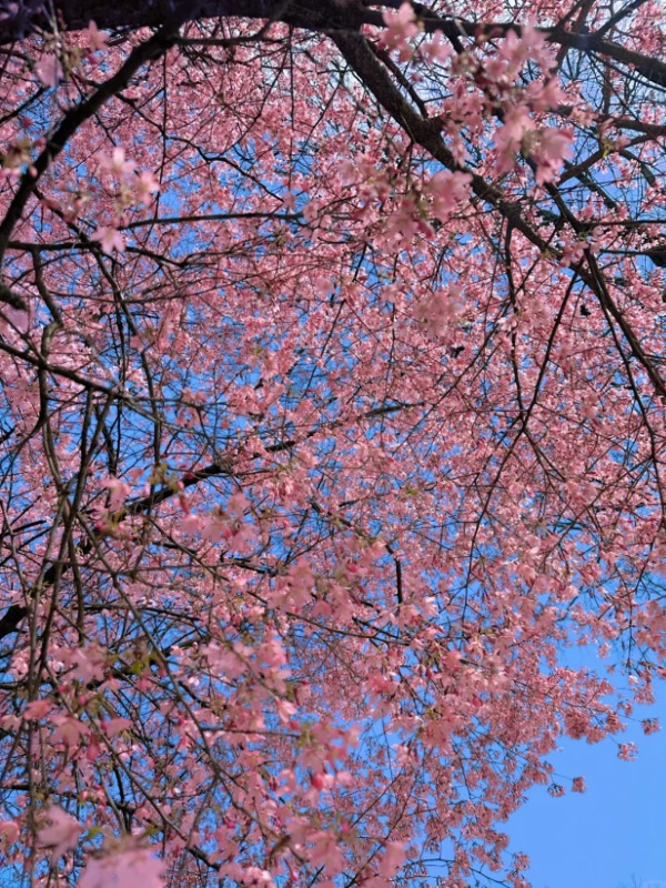 My weekend escapes to Morris Arboretum have been a dream!