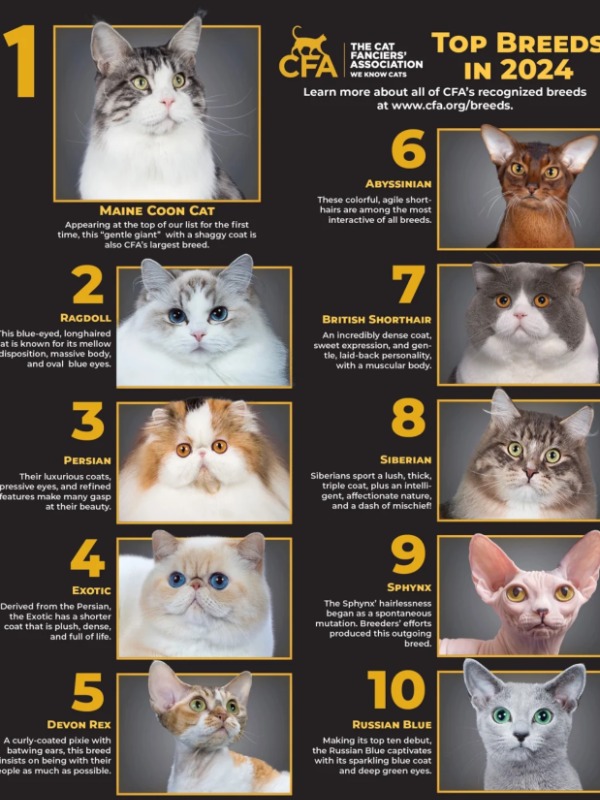 the 2024 top 10 cats in the world: which one’s your fave? 🐱👑